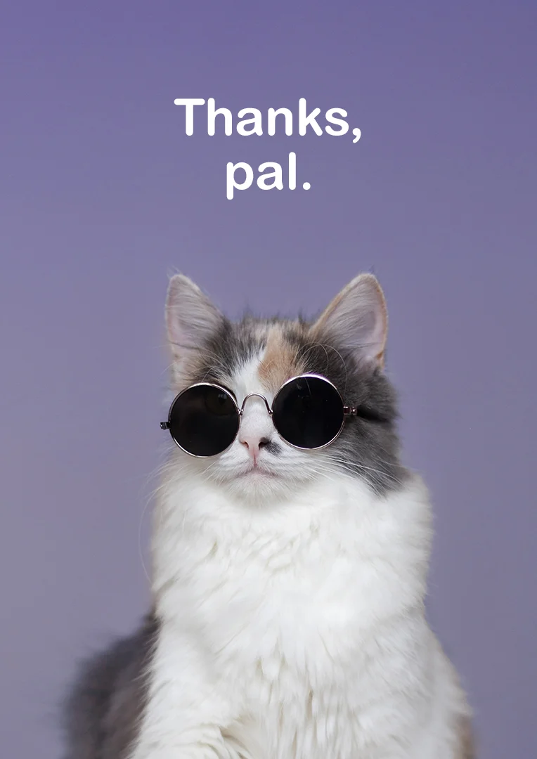 Chill Sunglasses Cat Thank You Card