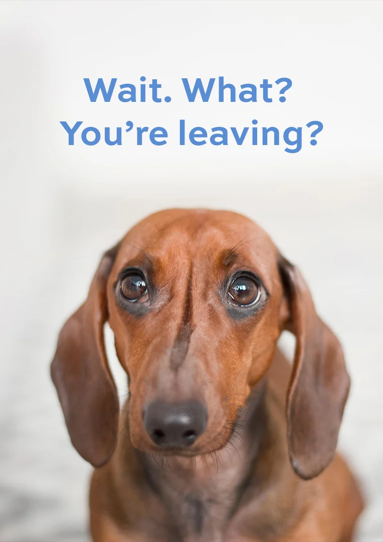 Heartbreaking Puppy Eyes Leaving Card