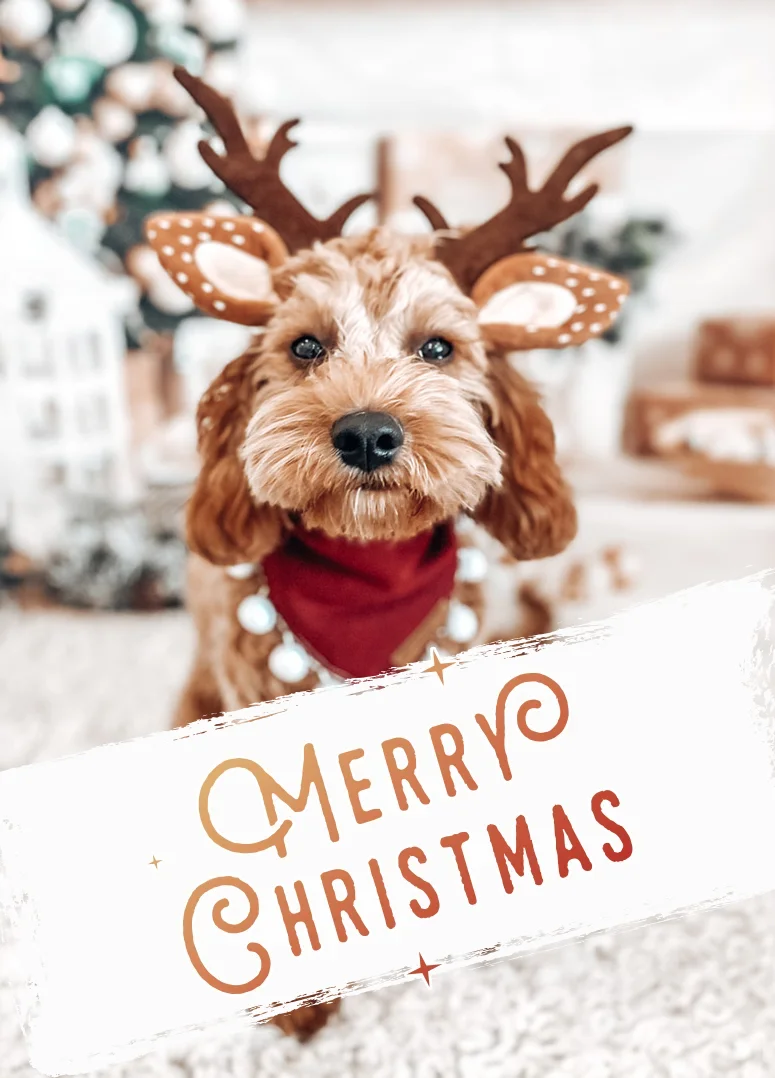 Festive Reindeer Cavapoo Christmas Card