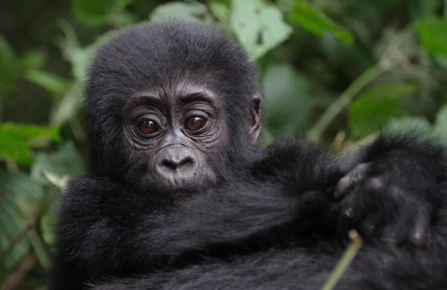 Young mountain gorilla in it's natural habitat