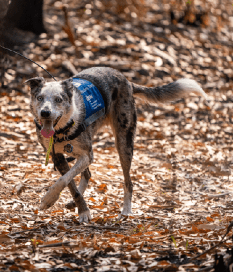 Bear of the University of the Sunshine Coast's Detection Dogs for Conservation Team rescuing koala bears and receiving IFAW award.