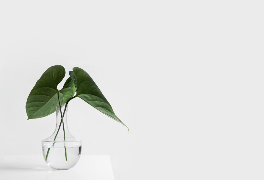 Green plant leaves in vase
